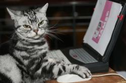 -库里三度扼杀热火王朝，雷霆VS热火之夜的历史回响