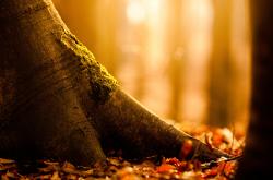 英雄联盟总决赛赛程-节奏大师降临！新疆险胜吉林背后，小贾伦的冰川时间