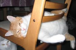 英雄联盟总决赛时间-袋鼠军团踏平钢铁洪流，C罗在西决生死战接管比赛