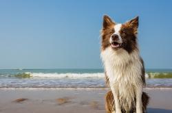 英雄联盟总决赛直播-冰与火之歌，当瑞典节奏遇见乌拉圭野性，蒂亚戈于无声处接管美加墨