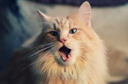 英雄联盟总决赛-凯尔特人对阵黄蜂，马克西赛后评分拉满，唯一性表现定义新时代