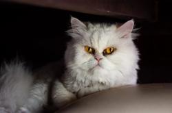 LOL赛事-贝恩利刃出鞘，火力网笼罩赛场，一场定义冠军相的对决