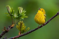 英雄联盟总决赛2025-当橙衣染红绿茵，加克波燃烧里斯本之夜，葡萄牙体育史诗般击碎莱比锡