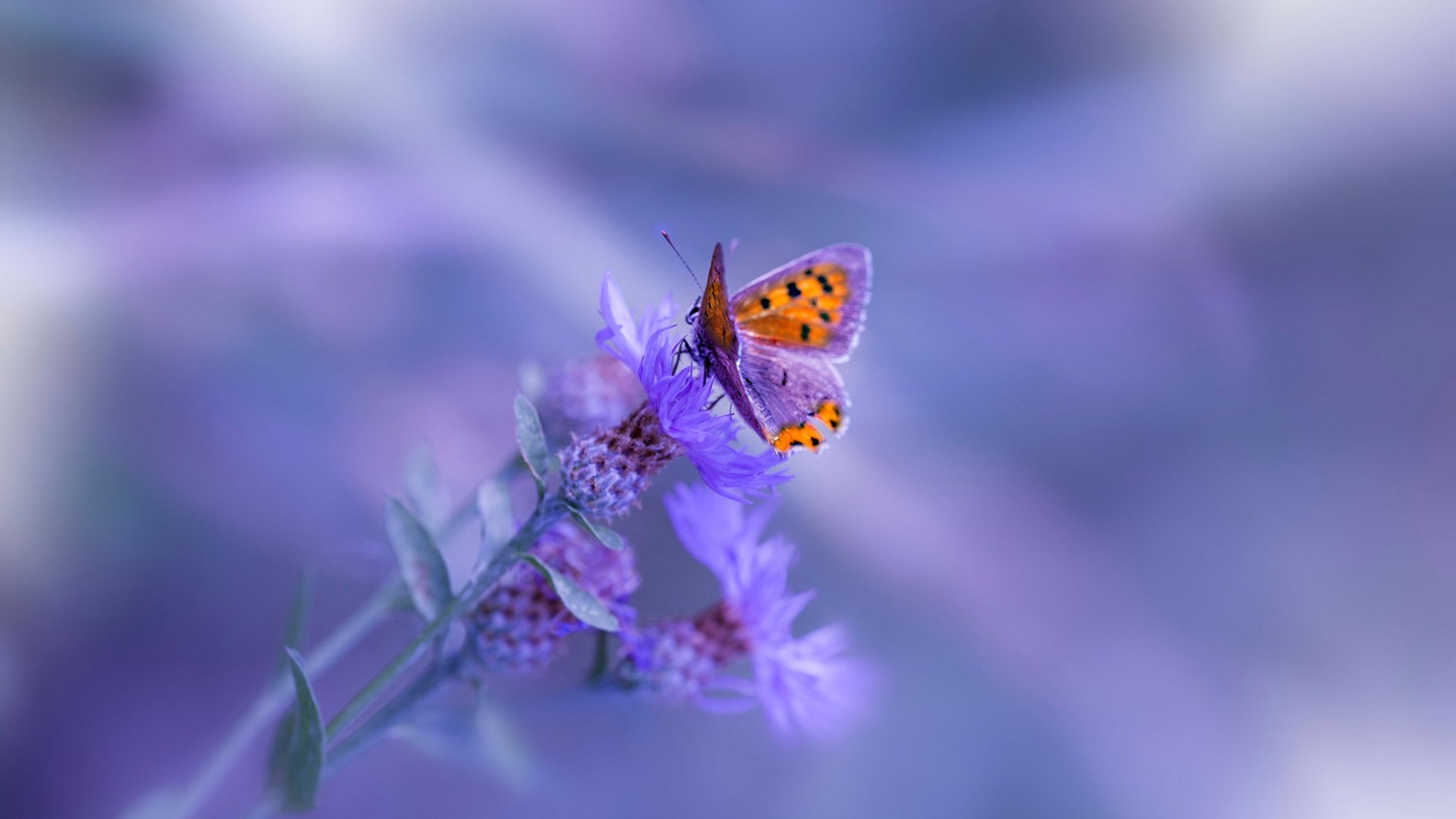 ‘急停与启动的艺术’多诺万·米切尔如何用攻防转换撕碎步行者的夜晚