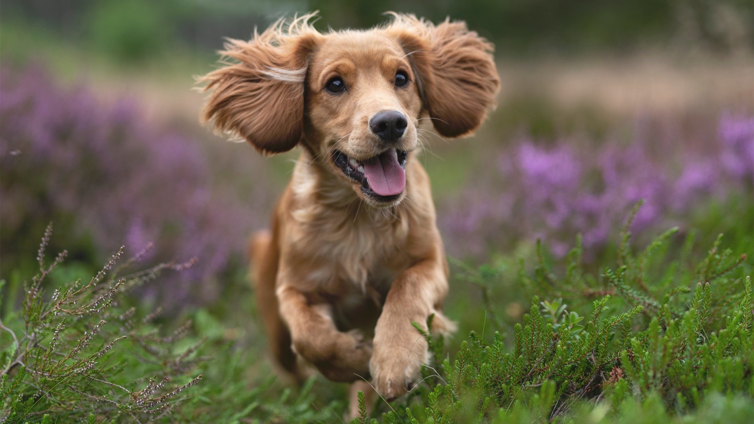 黄墙封锁与蓝月狂想曲，当多特蒙德遇见德布劳内