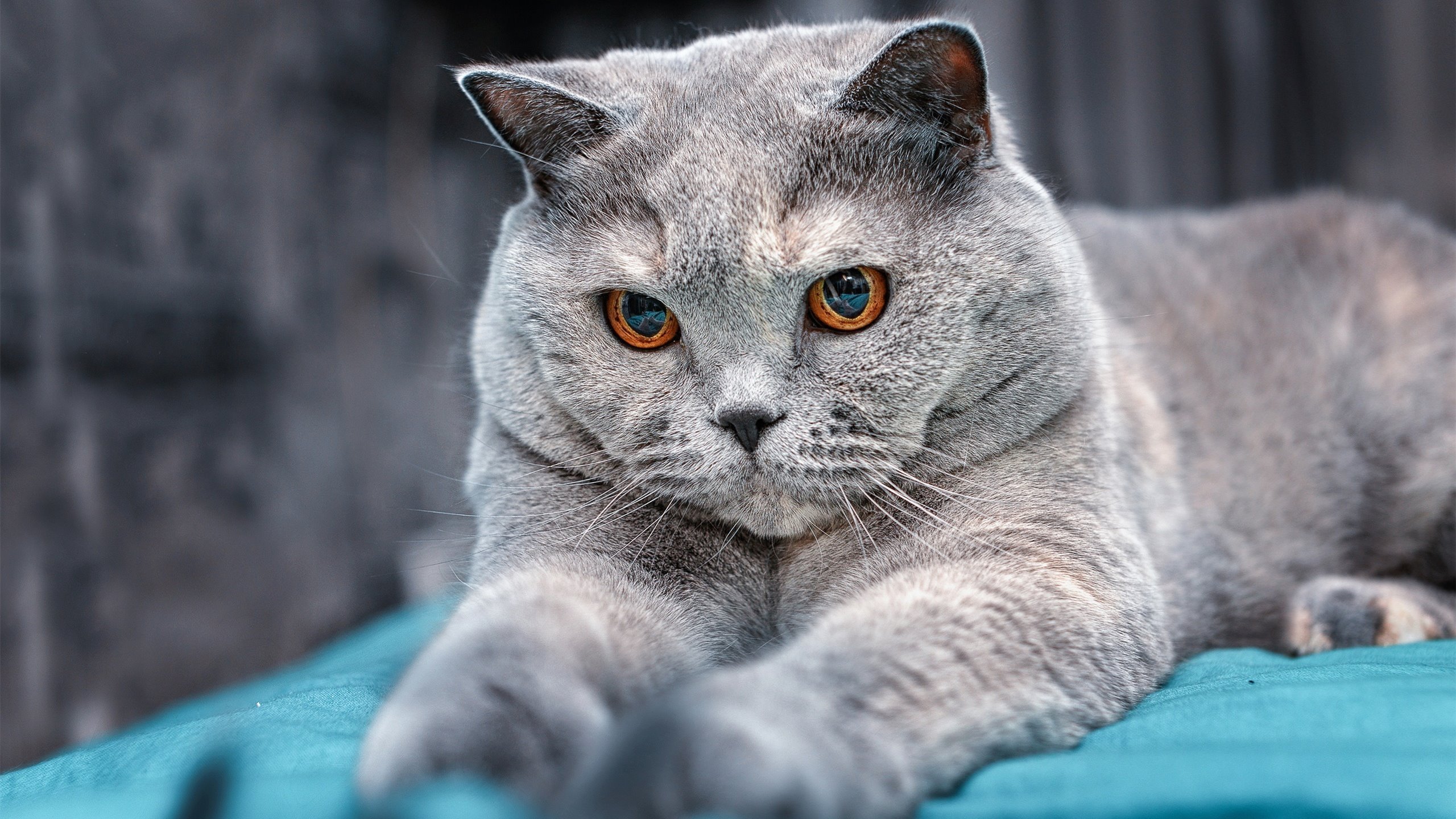 沉默巨人，玻利维亚后卫蒂亚戈如何用一记头槌击碎法兰西雄鸡的骄傲？