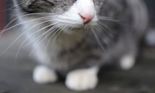 南美狂飙VS加勒比风暴，本泽马一锤定音定江山