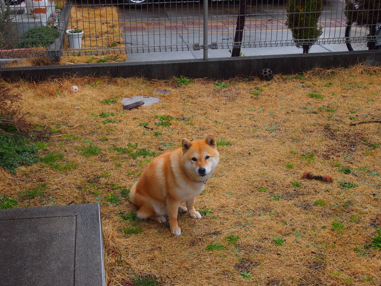 跨海连线，一封邮件唤醒沉睡猛虎，塔图姆的钥匙打开吉林加时锁