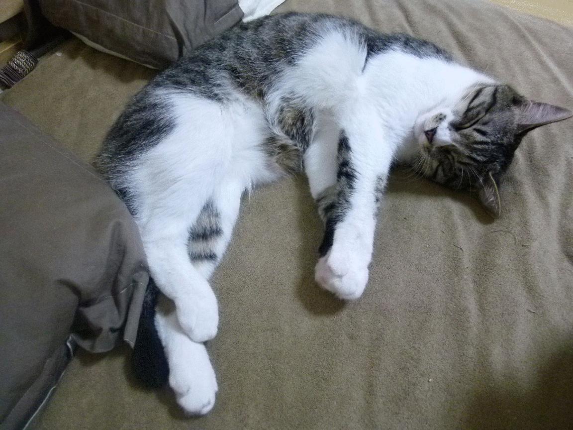 无解溯源,当克莱在篮网与马刺的寒夜中,重构唯一性