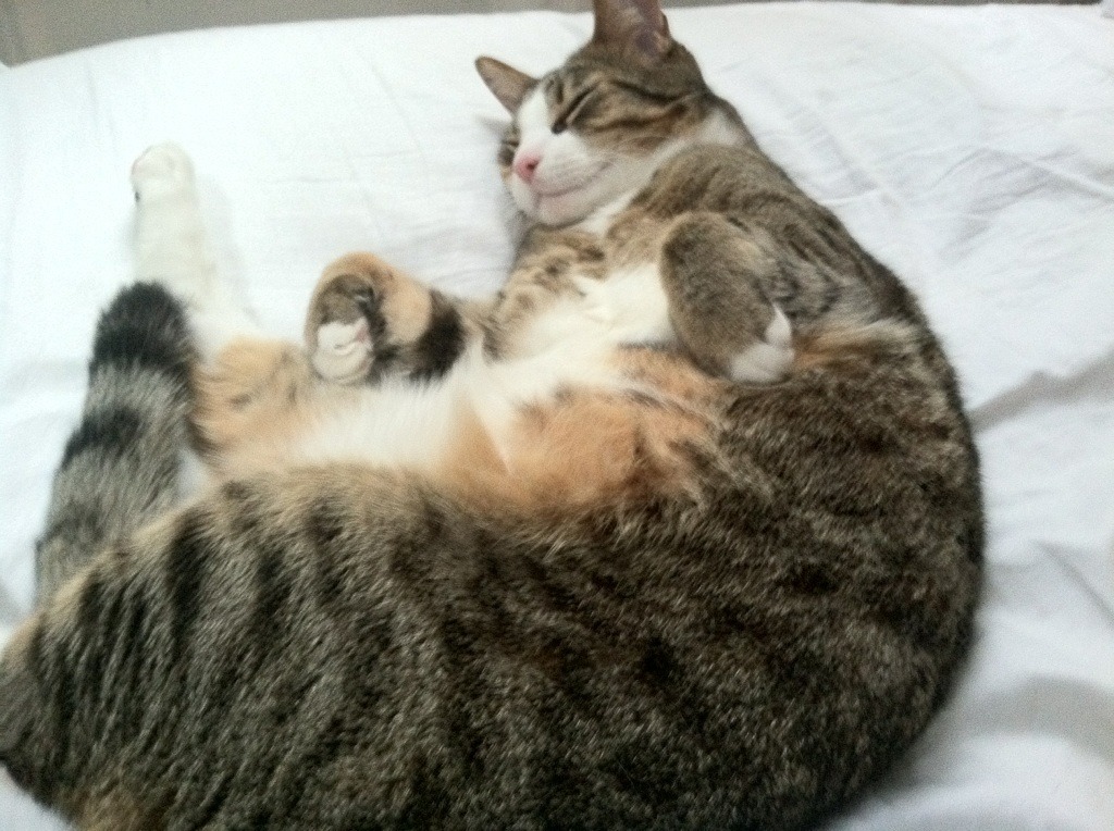 北非雄狮粉碎童话王国,巴雷拉的魔术脚如何扭转世界杯命运