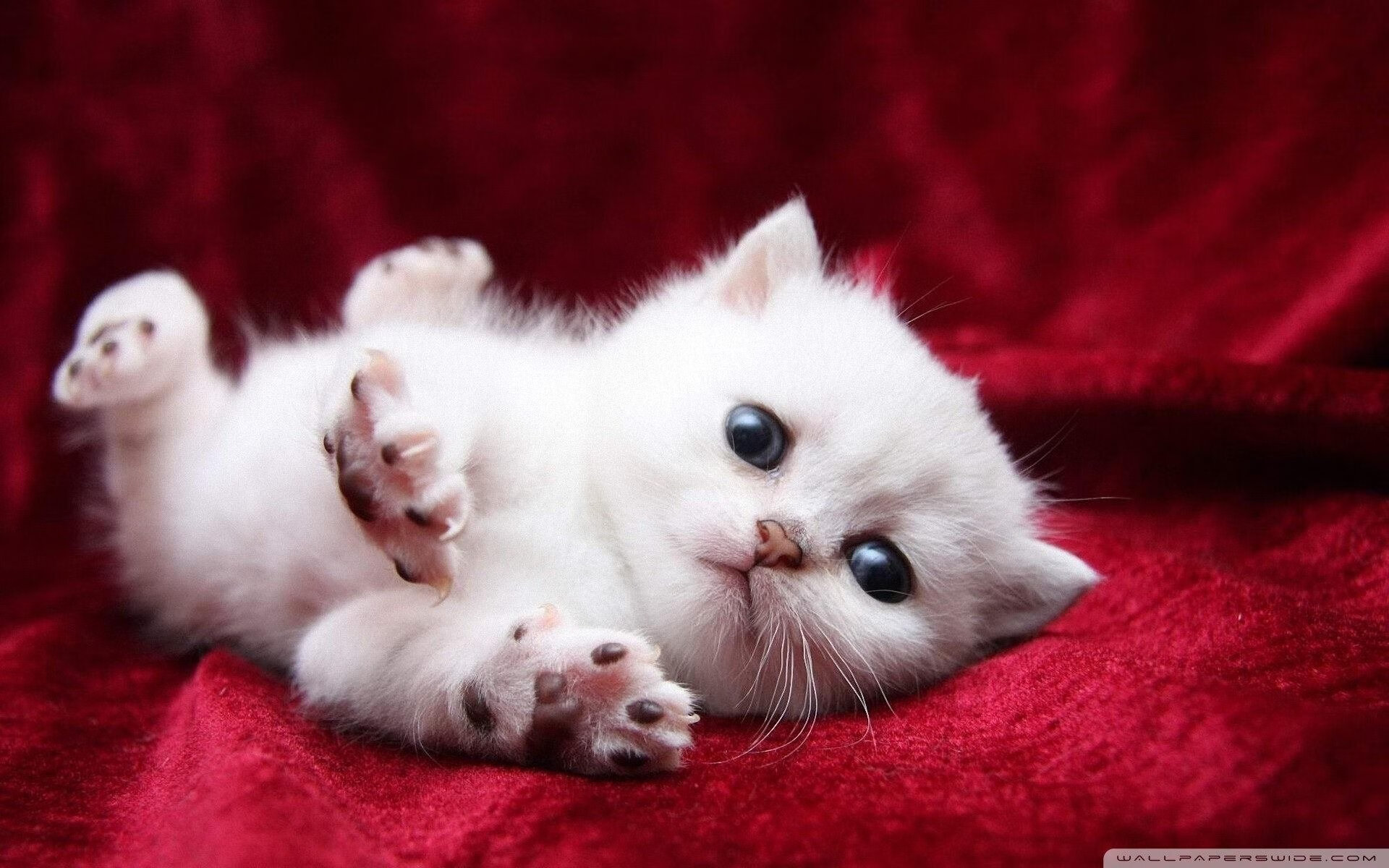 天降赛道,当雄鹿撞上引擎,莫兰特在巴林弯道扣篮