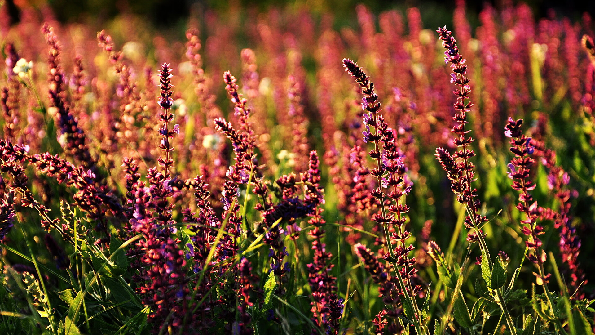 从球场到沙漠，范戴克的防守哲学如何助力中国拿下沙特合作