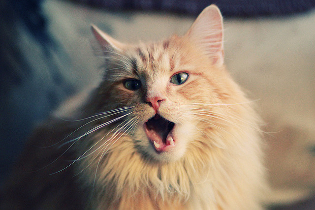 凯尔特人对阵黄蜂,马克西赛后评分拉满,唯一性表现定义新时代