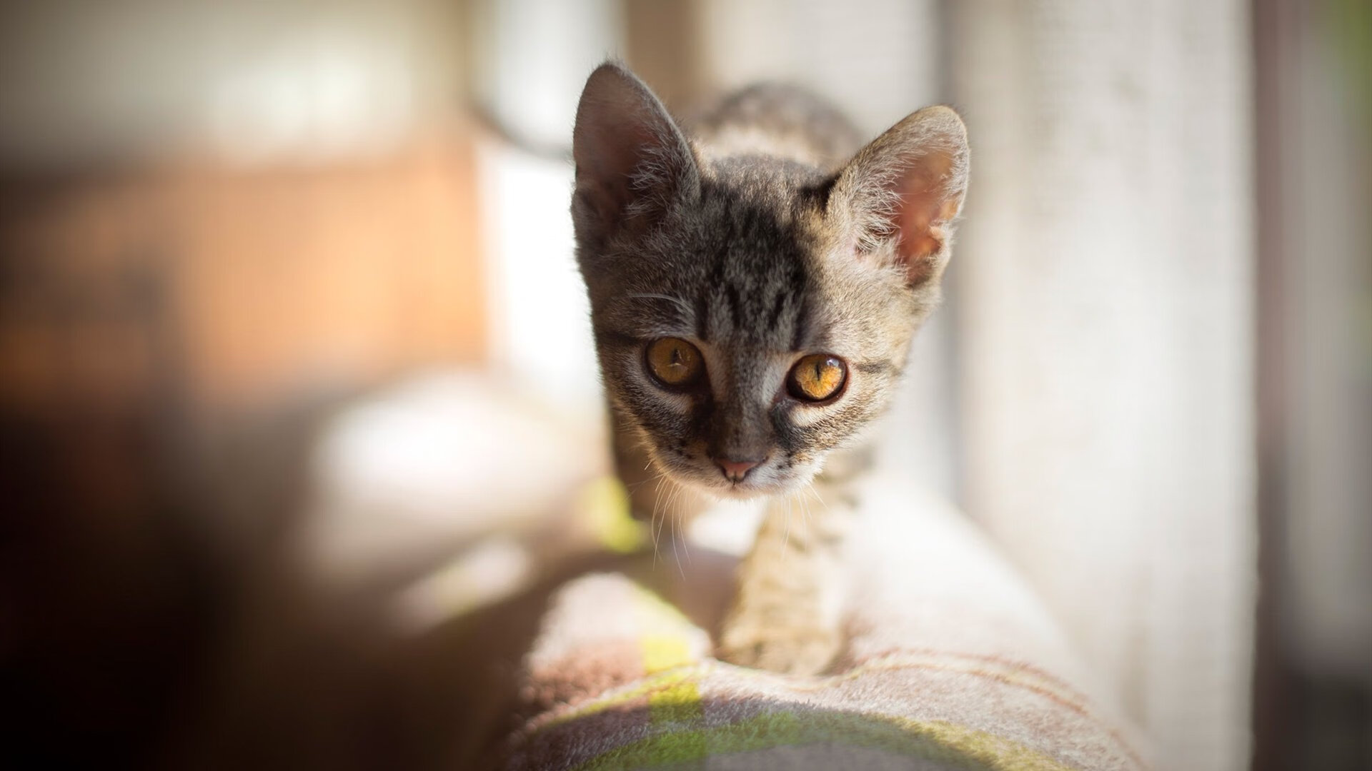 跨界风暴,当约基奇在北京五棵松完成终极救赎