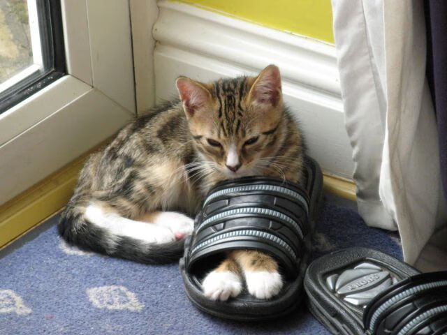 沉默者引爆的奇迹,当哥斯达黎加掀翻红魔,布雷默向东决亮剑