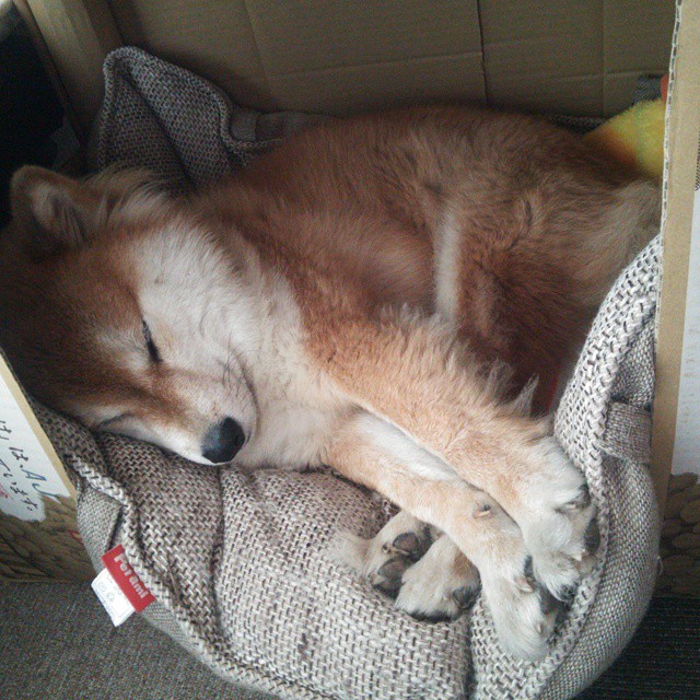 跨界收割者，锡安为何能这样欺负广东队？