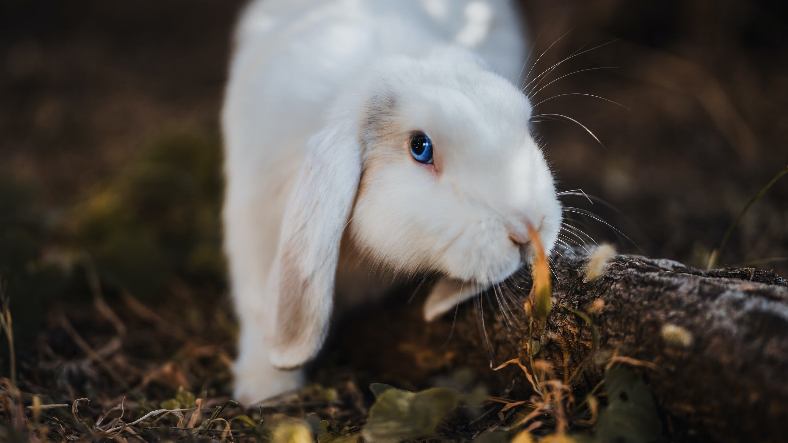 偶然与必然的交汇，当孙兴慜的闪光照亮法国爆冷的暗夜