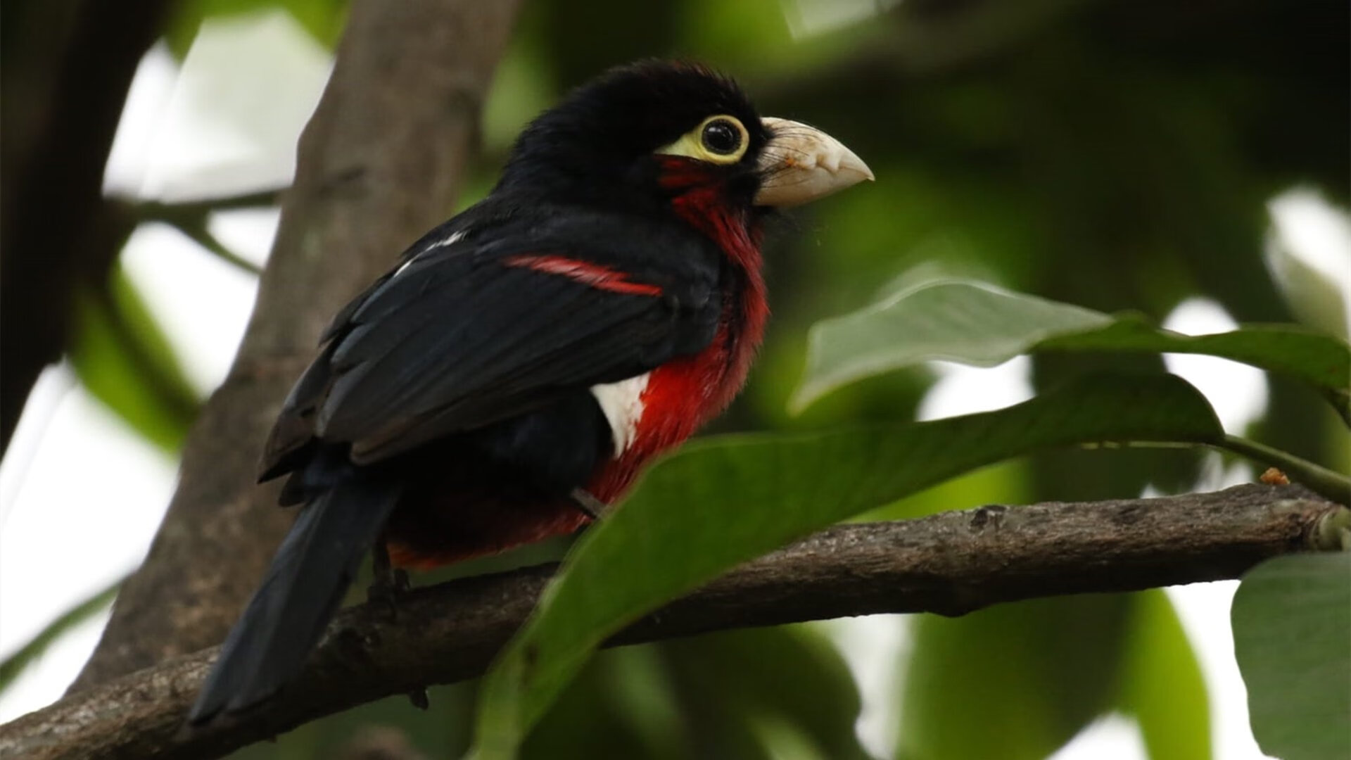 正面击溃贝蒂斯，库尔图瓦一夫当关成就关键先生