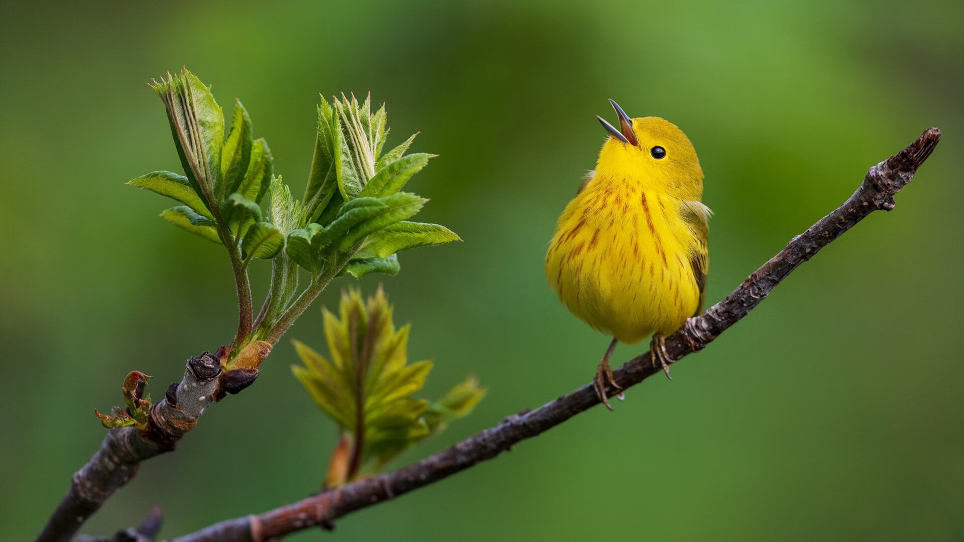当橙衣染红绿茵，加克波燃烧里斯本之夜，葡萄牙体育史诗般击碎莱比锡