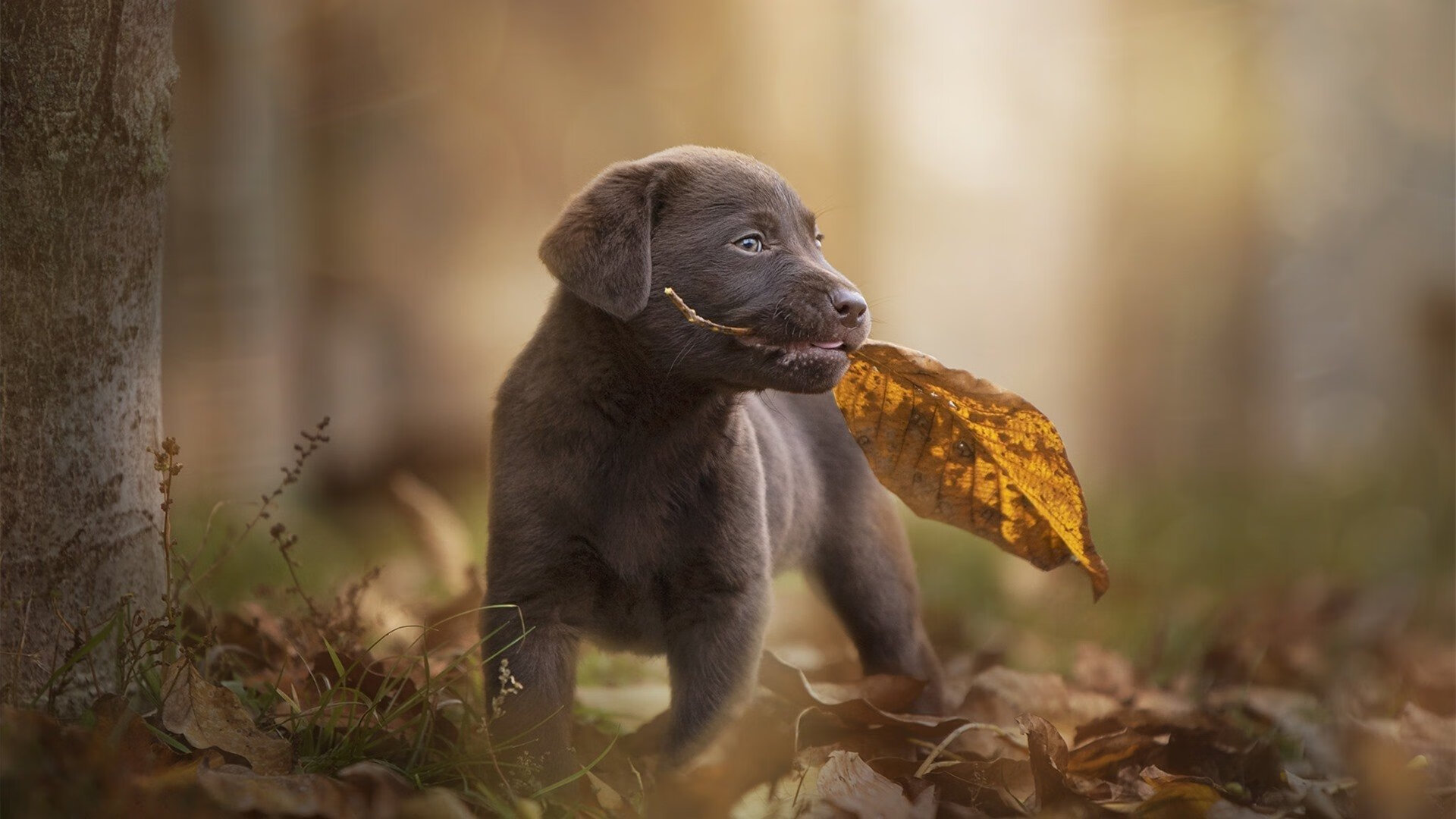 圣城新节奏,马刺锡安化速胜揭示战术革命