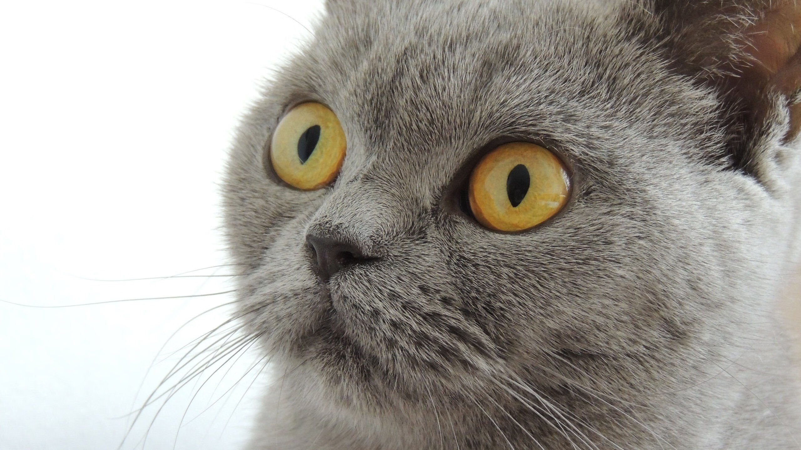 吉林奇袭夜，戈贝尔的灵魂在CBA季后赛降临？当冠军级防守定义爆冷之战