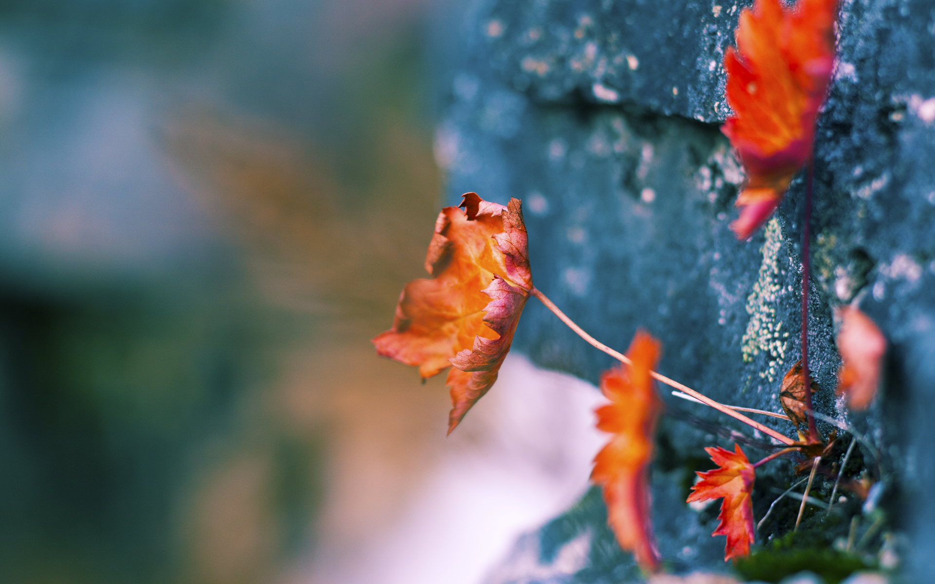 北境风暴席卷南岛，加拿大橄榄球冲垮新西兰防线，韩裔飞翼李刚仁制胜一击定乾坤