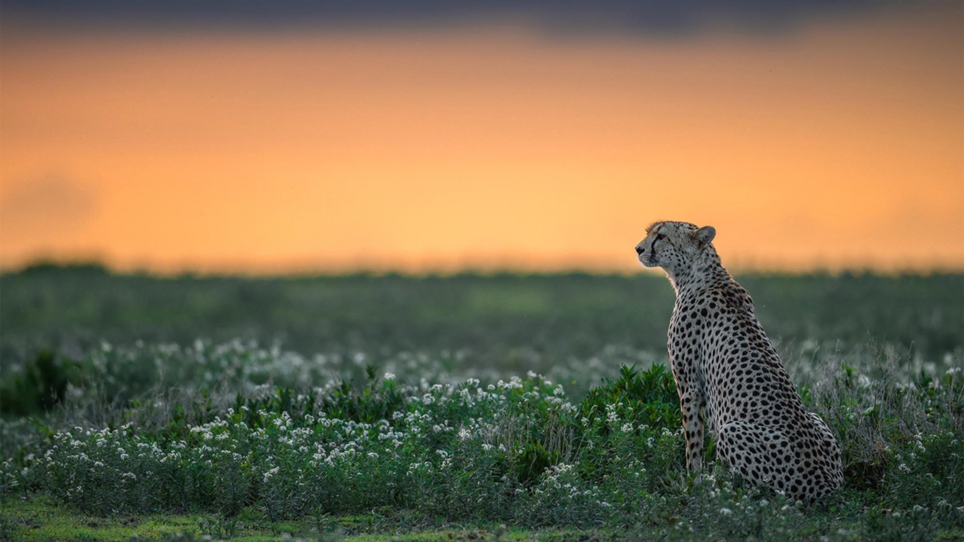 E组生死局,瑞士铁骑踏碎中亚绿洲,巴雷拉蓝衣军团奏凯歌